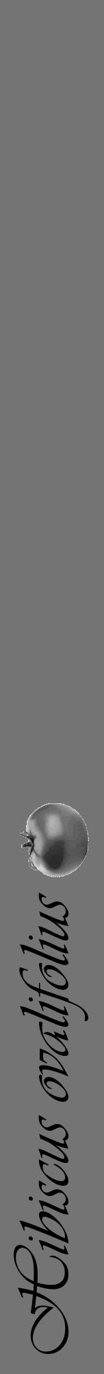 Étiquette de : Hibiscus ovalifolius - format a - style noire26viv avec comestibilité simplifiée - position verticale