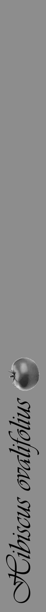 Étiquette de : Hibiscus ovalifolius - format a - style noire2viv avec comestibilité simplifiée - position verticale