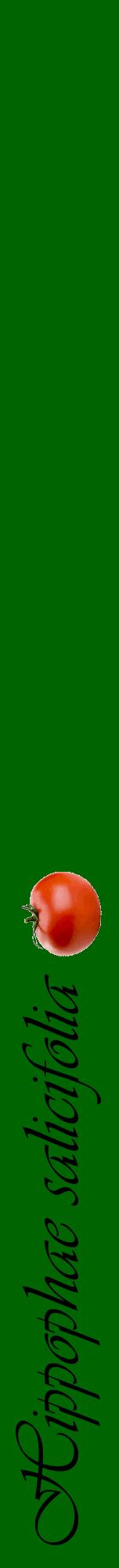 Étiquette de : Hippophae salicifolia - format a - style noire8viv avec comestibilité simplifiée