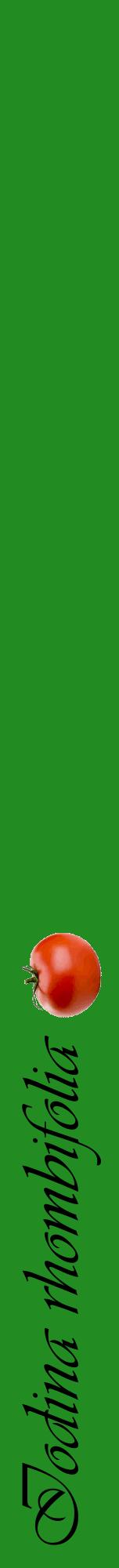 Étiquette de : Iodina rhombifolia - format a - style noire10viv avec comestibilité simplifiée