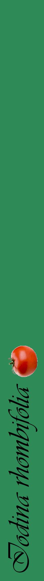 Étiquette de : Iodina rhombifolia - format a - style noire11viv avec comestibilité simplifiée