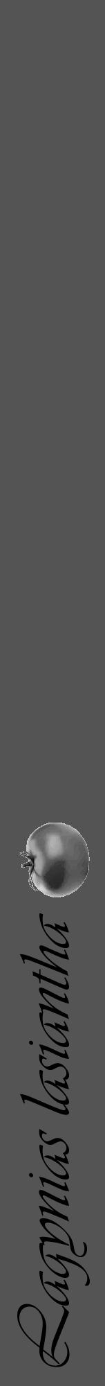 Étiquette de : Lagynias lasiantha - format a - style noire36basiqueviv avec comestibilité simplifiée - position verticale