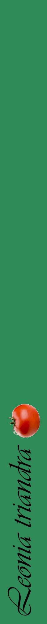 Étiquette de : Leonia triandra - format a - style noire11viv avec comestibilité simplifiée