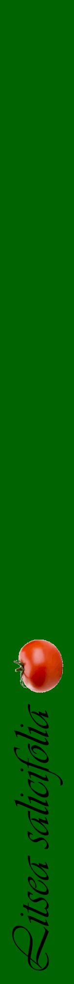 Étiquette de : Litsea salicifolia - format a - style noire8viv avec comestibilité simplifiée