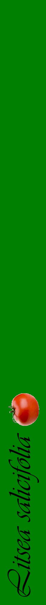 Étiquette de : Litsea salicifolia - format a - style noire9viv avec comestibilité simplifiée