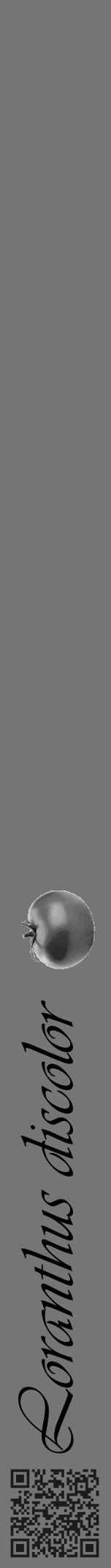 Étiquette de : Loranthus discolor - format a - style noire5basiqueviv avec qrcode et comestibilité simplifiée - position verticale