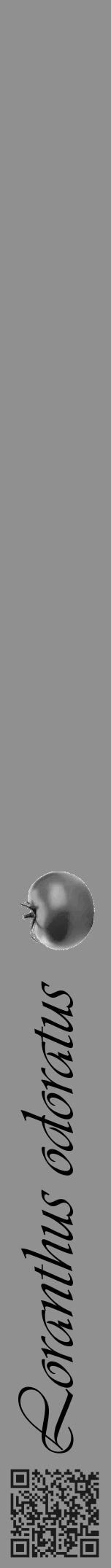 Étiquette de : Loranthus odoratus - format a - style noire4viv avec qrcode et comestibilité simplifiée - position verticale