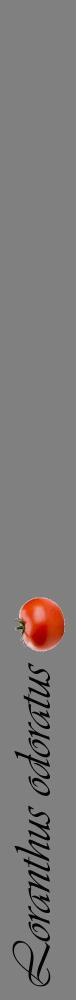 Étiquette de : Loranthus odoratus - format a - style noire57viv avec comestibilité simplifiée