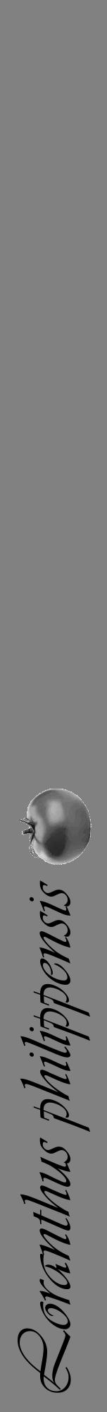 Étiquette de : Loranthus philippensis - format a - style noire50viv avec comestibilité simplifiée - position verticale