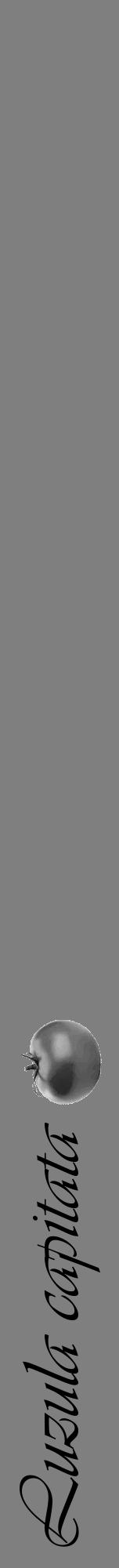 Étiquette de : Luzula capitata - format a - style noire57viv avec comestibilité simplifiée - position verticale