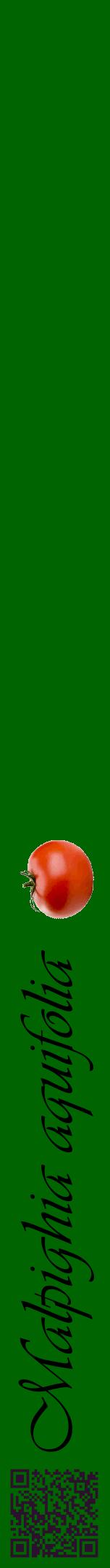 Étiquette de : Malpighia aquifolia - format a - style noire8viv avec qrcode et comestibilité simplifiée