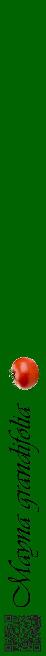 Étiquette de : Mayna grandifolia - format a - style noire8viv avec qrcode et comestibilité simplifiée