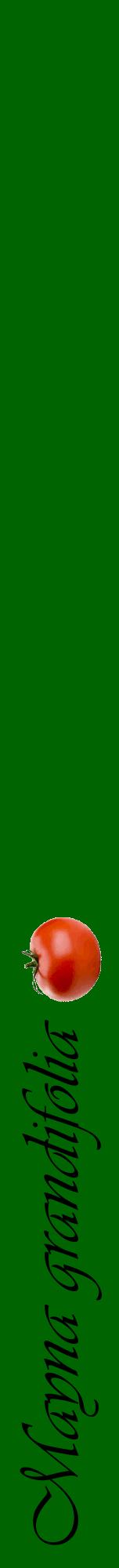 Étiquette de : Mayna grandifolia - format a - style noire8viv avec comestibilité simplifiée