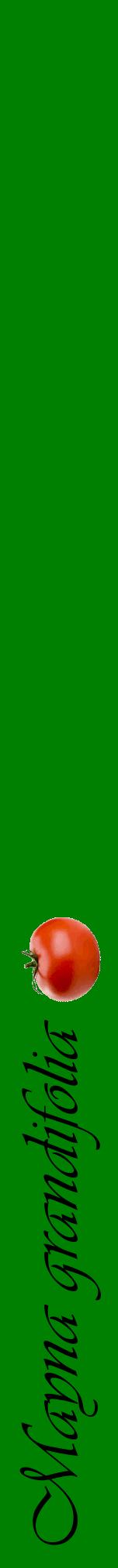 Étiquette de : Mayna grandifolia - format a - style noire9viv avec comestibilité simplifiée
