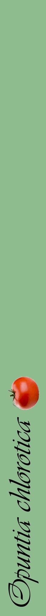 Étiquette de : Opuntia chlorotica - format a - style noire13viv avec comestibilité simplifiée