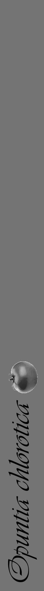 Étiquette de : Opuntia chlorotica - format a - style noire26viv avec comestibilité simplifiée - position verticale