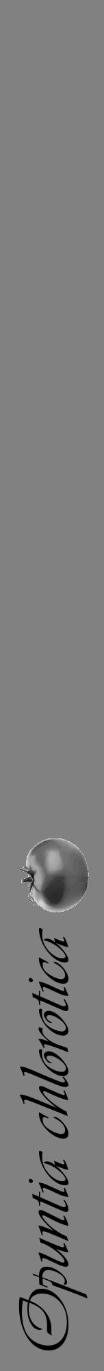 Étiquette de : Opuntia chlorotica - format a - style noire50viv avec comestibilité simplifiée - position verticale