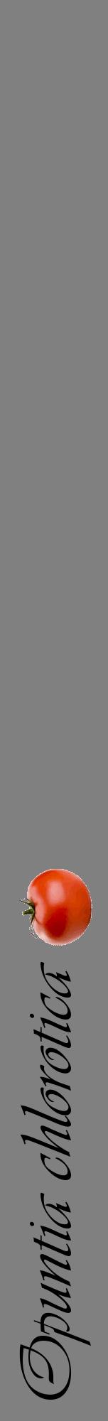 Étiquette de : Opuntia chlorotica - format a - style noire57viv avec comestibilité simplifiée