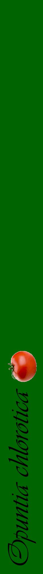 Étiquette de : Opuntia chlorotica - format a - style noire8viv avec comestibilité simplifiée