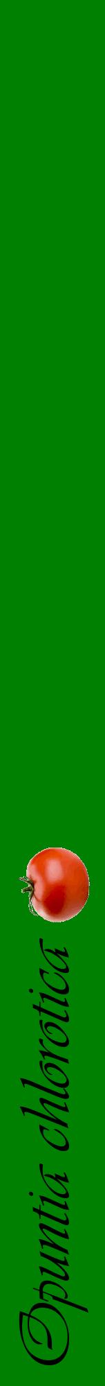 Étiquette de : Opuntia chlorotica - format a - style noire9viv avec comestibilité simplifiée