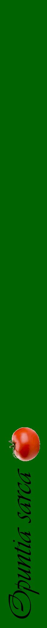 Étiquette de : Opuntia sarca - format a - style noire8viv avec comestibilité simplifiée