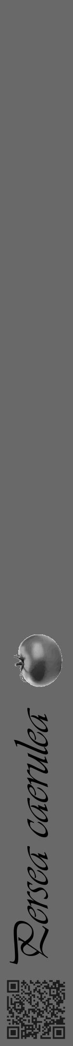 Étiquette de : Persea caerulea - format a - style noire11viv avec qrcode et comestibilité simplifiée - position verticale