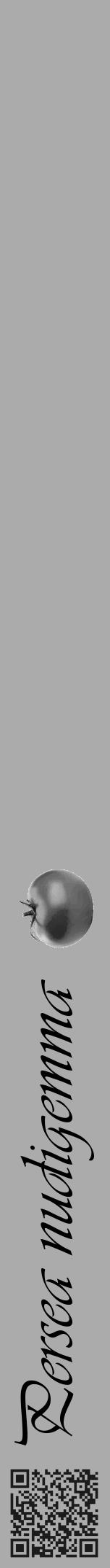 Étiquette de : Persea nudigemma - format a - style noire37viv avec qrcode et comestibilité simplifiée - position verticale