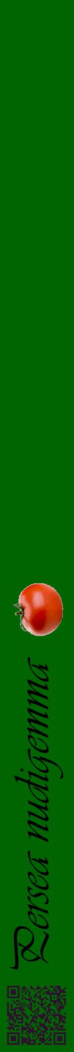 Étiquette de : Persea nudigemma - format a - style noire8viv avec qrcode et comestibilité simplifiée