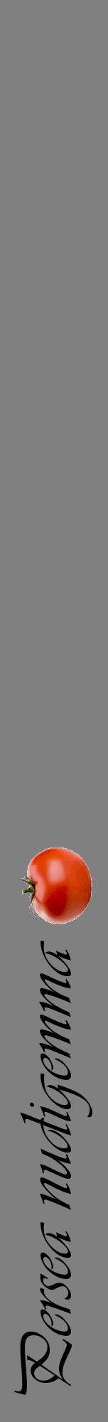Étiquette de : Persea nudigemma - format a - style noire57viv avec comestibilité simplifiée