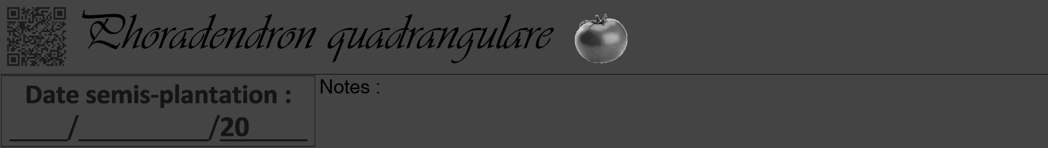 Étiquette de : Phoradendron quadrangulare - format a - style noire48viv avec qrcode et comestibilité simplifiée