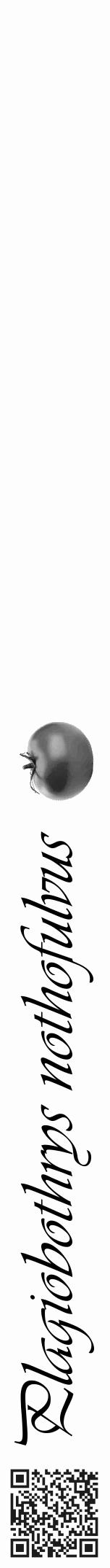 Étiquette de : Plagiobothrys nothofulvus - format a - style noire19basiqueviv avec qrcode et comestibilité simplifiée - position verticale
