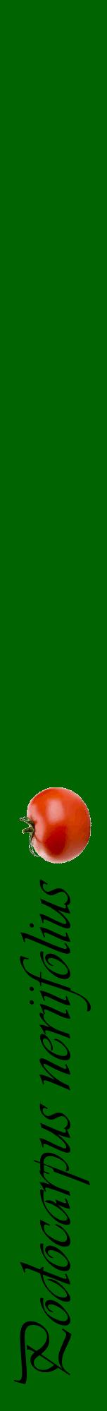 Étiquette de : Podocarpus neriifolius - format a - style noire8viv avec comestibilité simplifiée