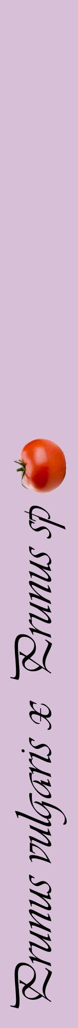 Étiquette de : Prunus vulgaris x Prunus sp - format a - style noire54viv avec comestibilité simplifiée