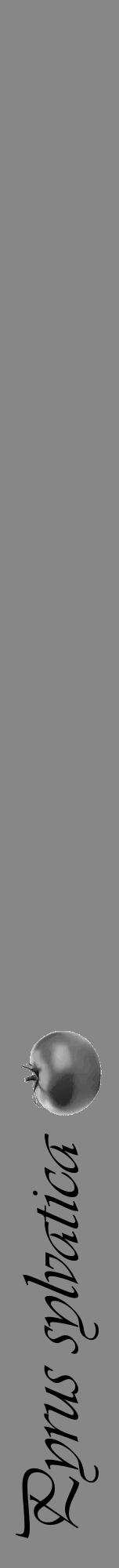 Étiquette de : Pyrus sylvatica - format a - style noire12viv avec comestibilité simplifiée - position verticale