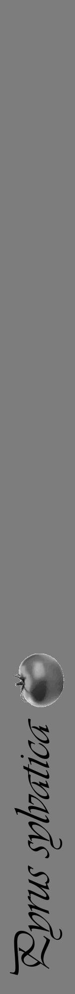 Étiquette de : Pyrus sylvatica - format a - style noire35viv avec comestibilité simplifiée - position verticale