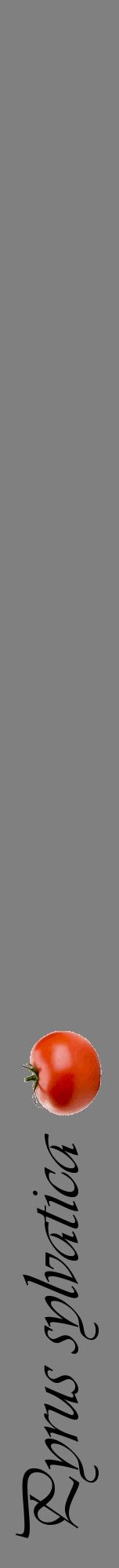 Étiquette de : Pyrus sylvatica - format a - style noire57viv avec comestibilité simplifiée