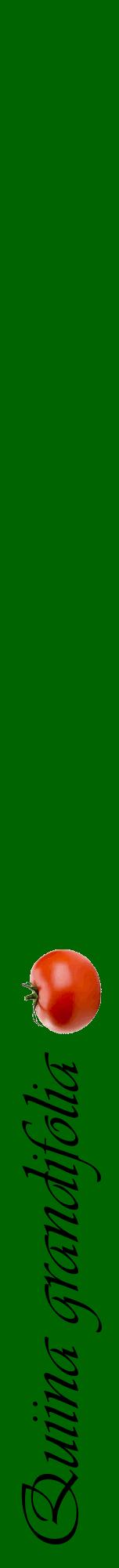 Étiquette de : Quiina grandifolia - format a - style noire8viv avec comestibilité simplifiée