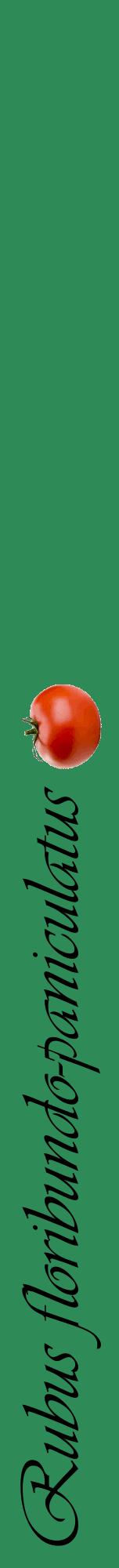 Étiquette de : Rubus floribundo-paniculatus - format a - style noire11viv avec comestibilité simplifiée