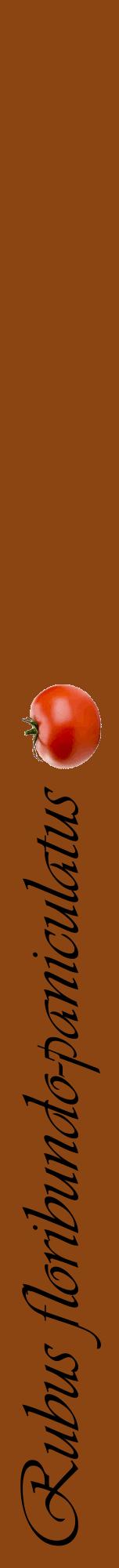Étiquette de : Rubus floribundo-paniculatus - format a - style noire30viv avec comestibilité simplifiée