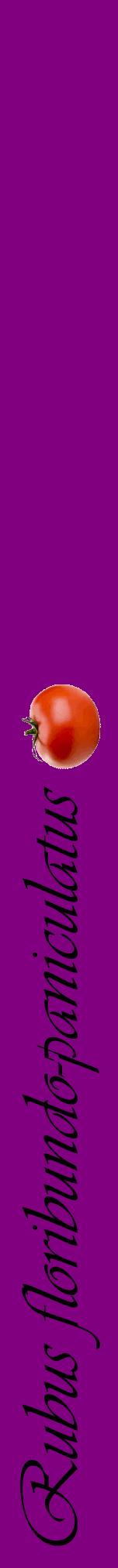 Étiquette de : Rubus floribundo-paniculatus - format a - style noire46viv avec comestibilité simplifiée
