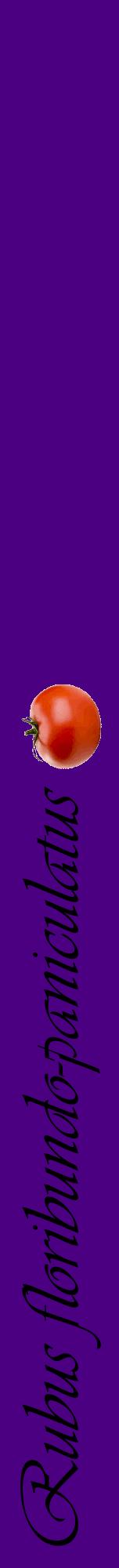 Étiquette de : Rubus floribundo-paniculatus - format a - style noire47viv avec comestibilité simplifiée