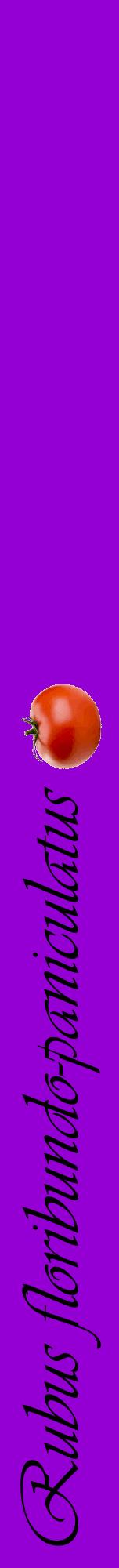 Étiquette de : Rubus floribundo-paniculatus - format a - style noire48viv avec comestibilité simplifiée
