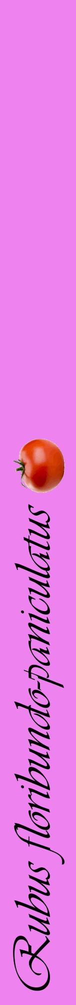 Étiquette de : Rubus floribundo-paniculatus - format a - style noire53viv avec comestibilité simplifiée