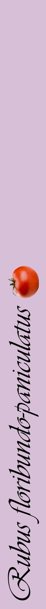 Étiquette de : Rubus floribundo-paniculatus - format a - style noire54viv avec comestibilité simplifiée