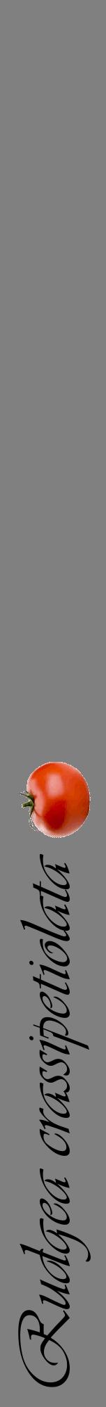 Étiquette de : Rudgea crassipetiolata - format a - style noire57viv avec comestibilité simplifiée
