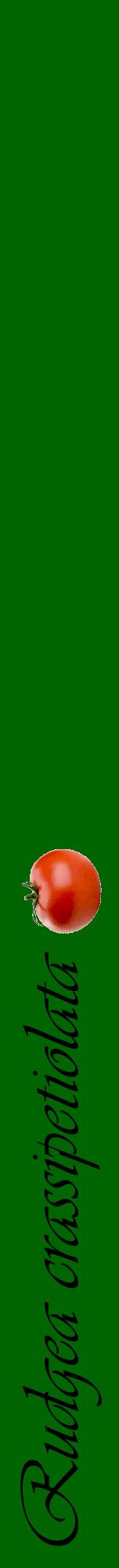 Étiquette de : Rudgea crassipetiolata - format a - style noire8viv avec comestibilité simplifiée