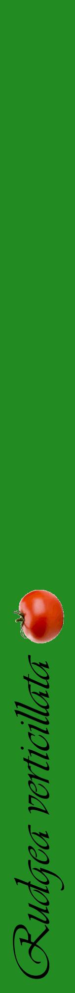 Étiquette de : Rudgea verticillata - format a - style noire10viv avec comestibilité simplifiée