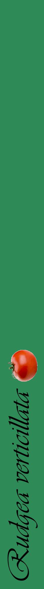 Étiquette de : Rudgea verticillata - format a - style noire11viv avec comestibilité simplifiée