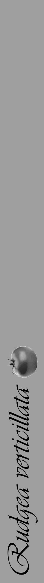 Étiquette de : Rudgea verticillata - format a - style noire24viv avec comestibilité simplifiée - position verticale