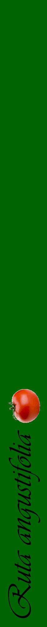 Étiquette de : Ruta angustifolia - format a - style noire8viv avec comestibilité simplifiée